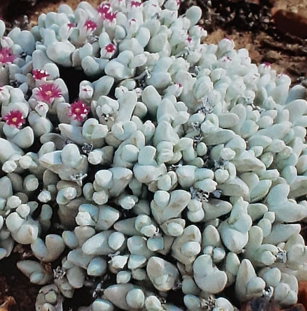 Gibbaeum pubescens habit