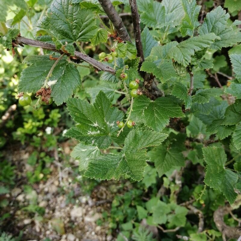 Ribes petraeum fruit