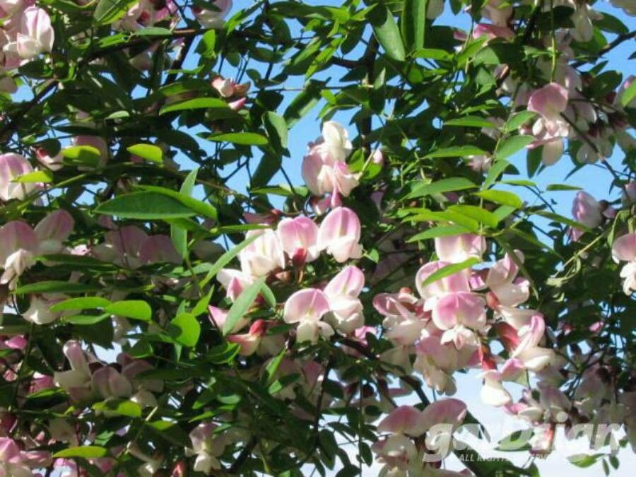Robinia x margaretta flower