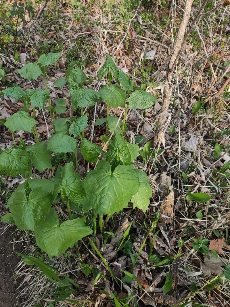 Parasenecio auriculatus habit