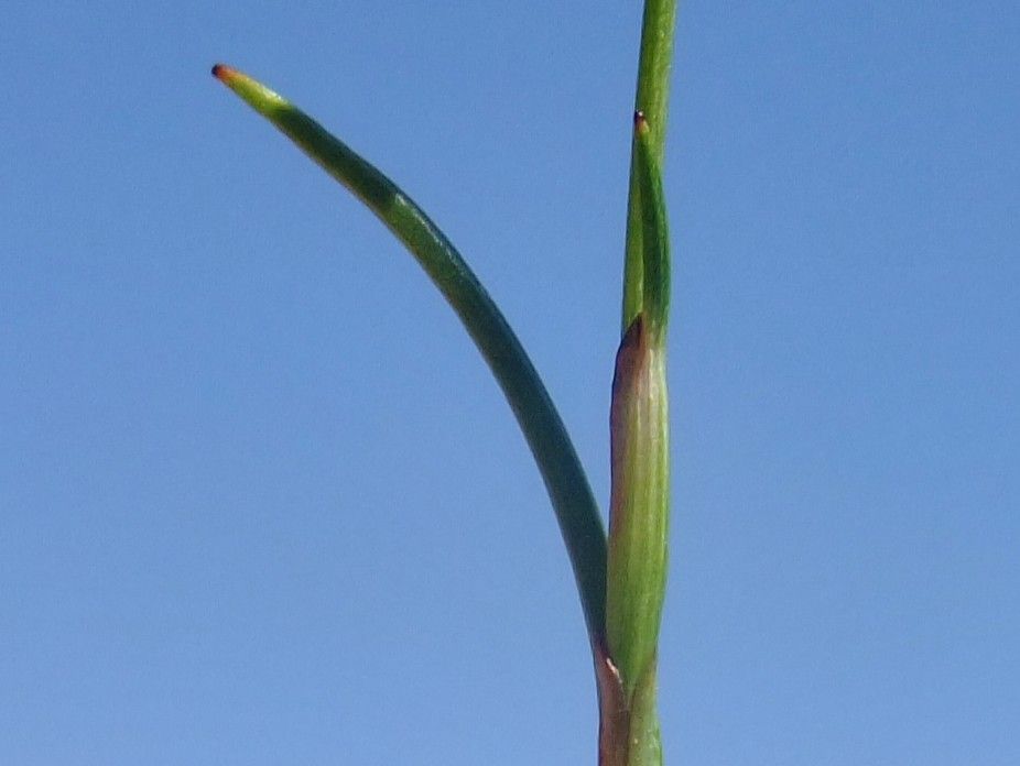 Juncus triglumis bark