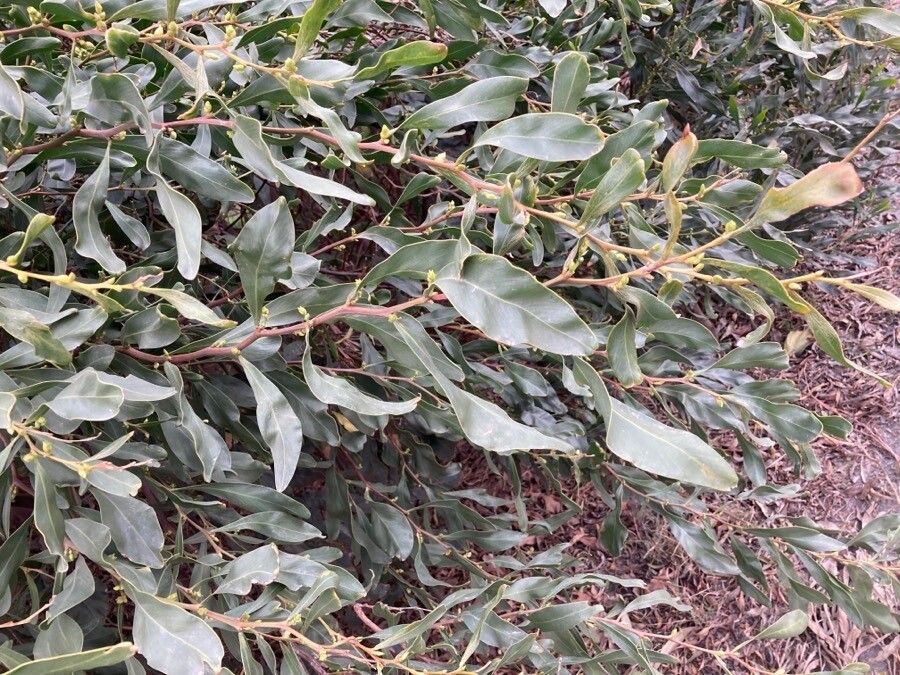 Acacia pycnantha — search result for 'Acacia'