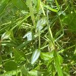 Ornithogalum divergens