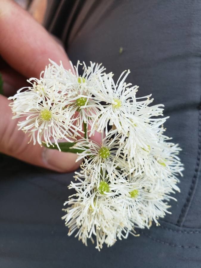 Trautvetteria caroliniensis flower