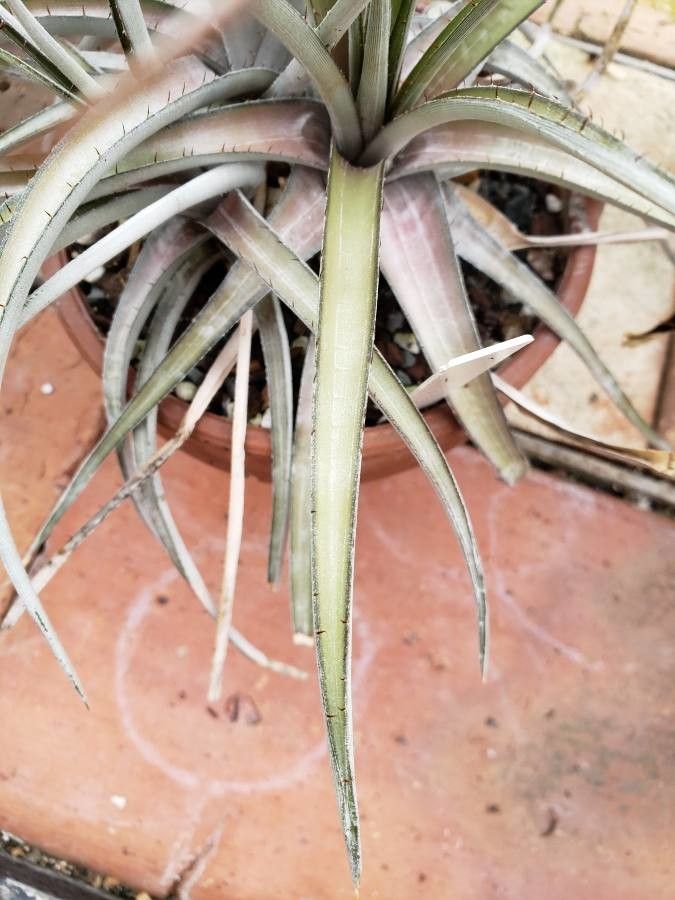 Dyckia jonesiana — houseplant care guide