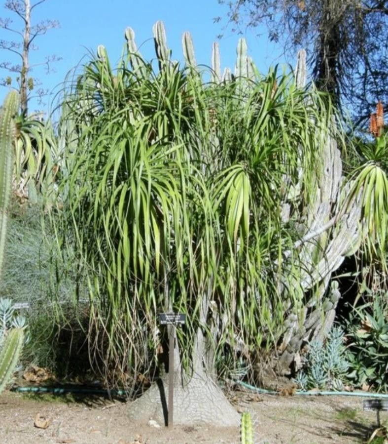 Beaucarnea goldmanii