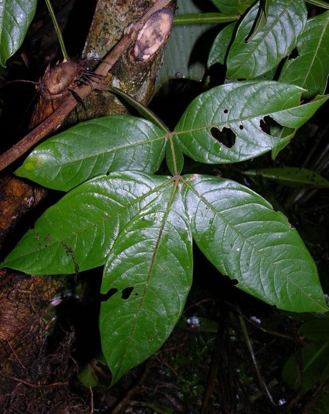 Paullinia clavigera — search result for 'Paullinia'