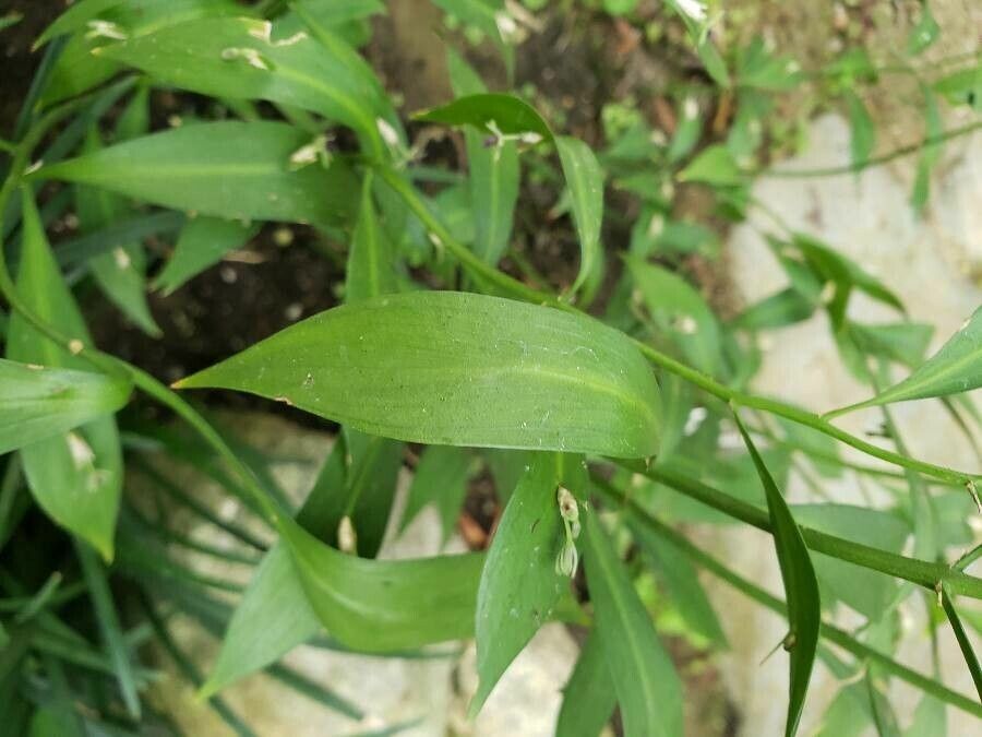 Ruscus hypoglossum