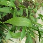 Ruscus hypoglossum