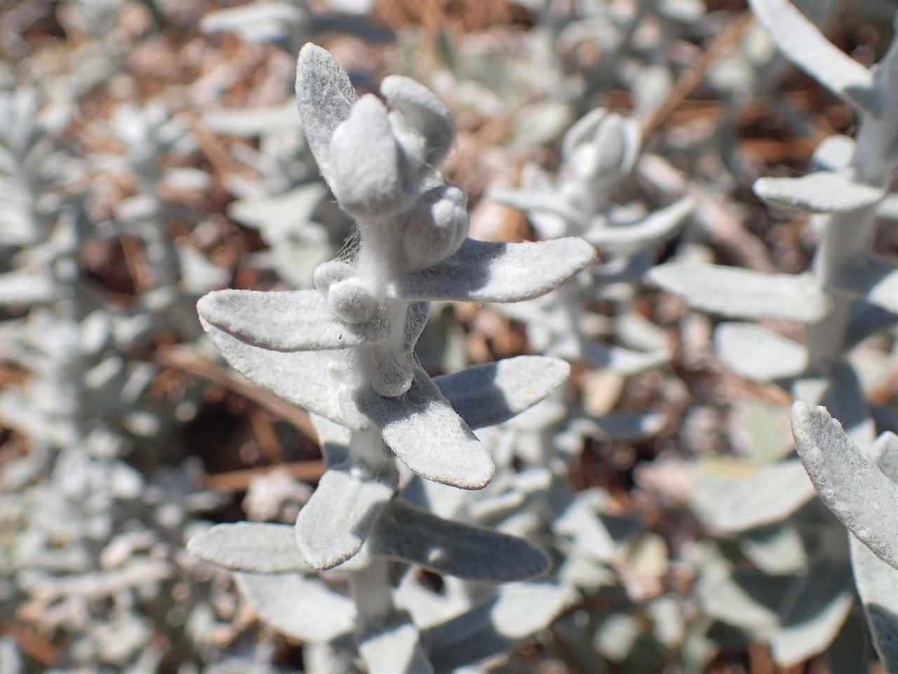 Otanthus maritimus bark
