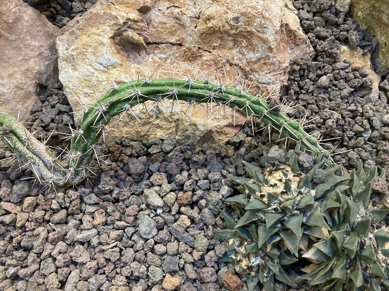 Harrisia adscendens leaf