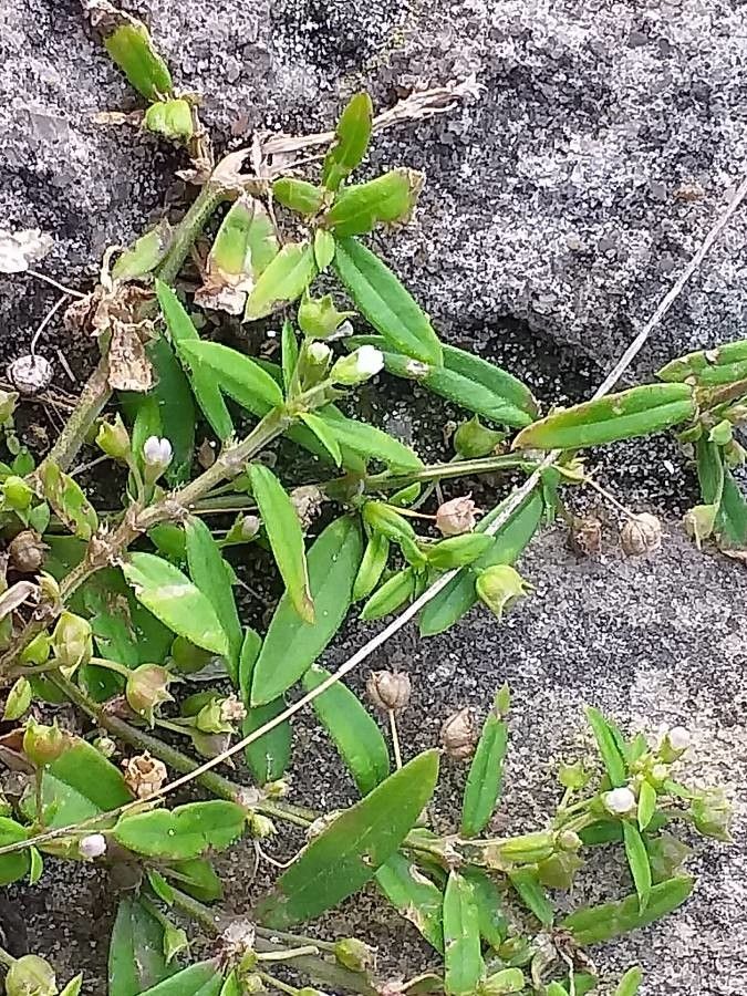 Oldenlandia corymbosa flower