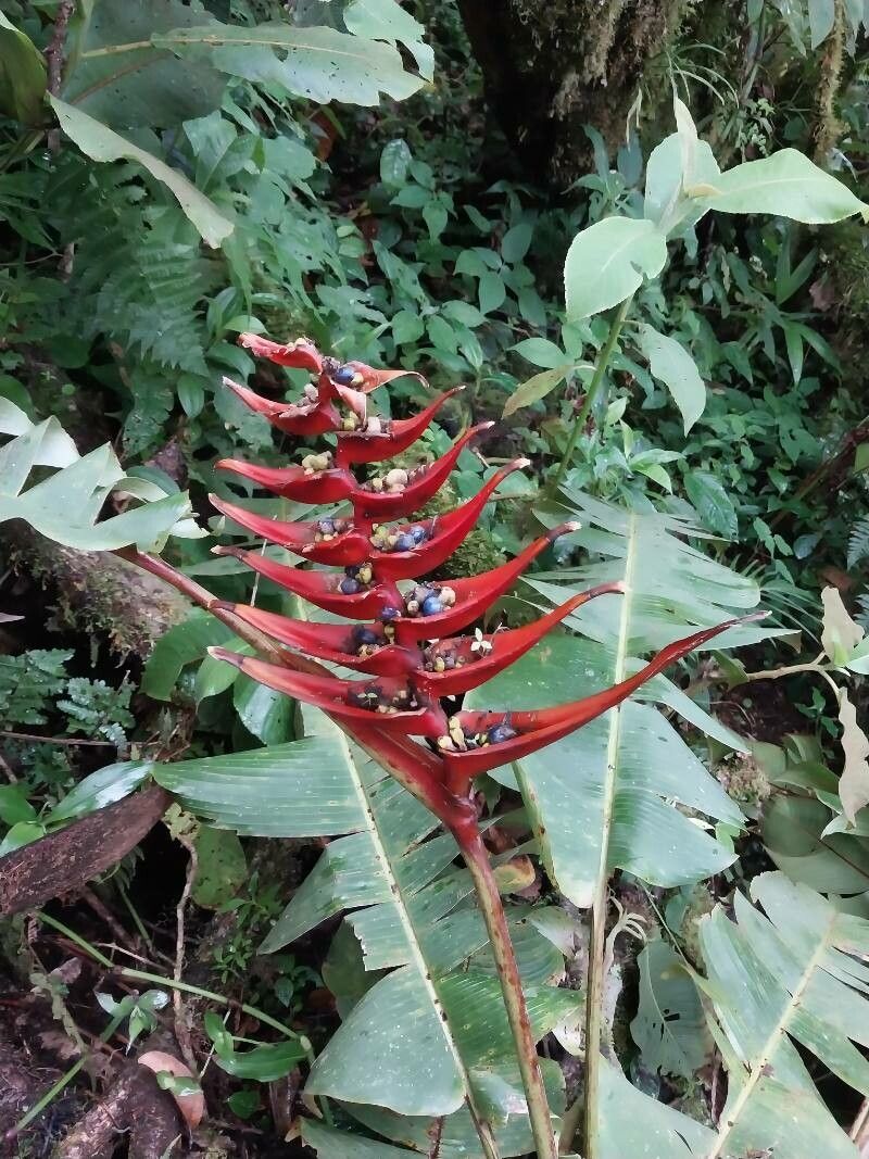 Heliconia lankesteri — search result for 'Heliconia'