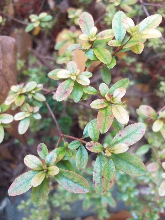 Rhododendron molle leaf