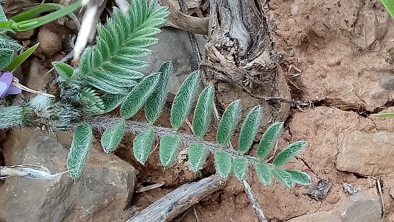 Astragalus sesameus leaf