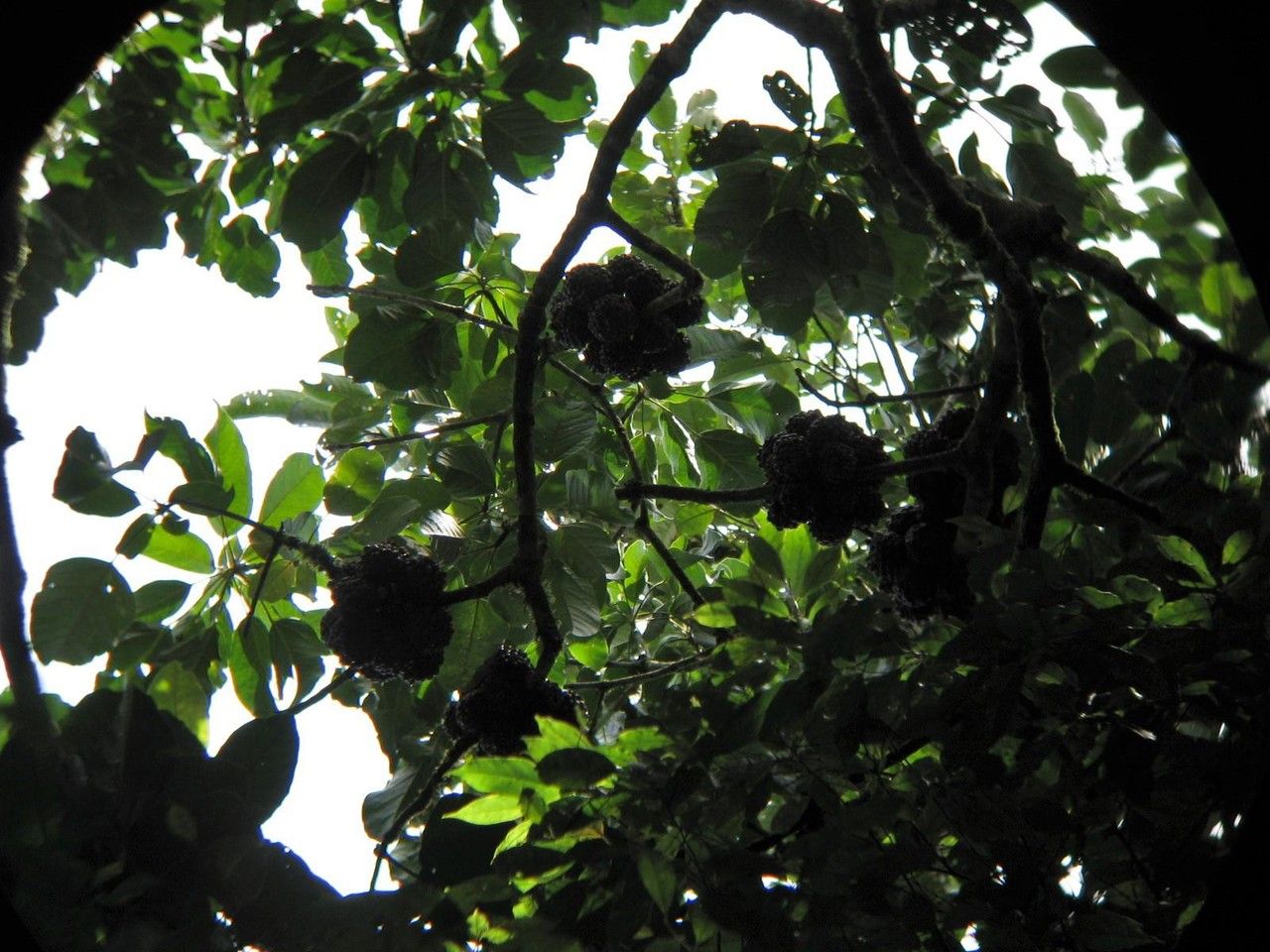 Dendropanax alberti-smithii — related species from the same genus