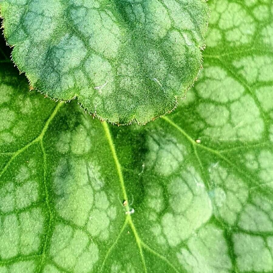 Primula matthioli — search result for 'Afghanistan'