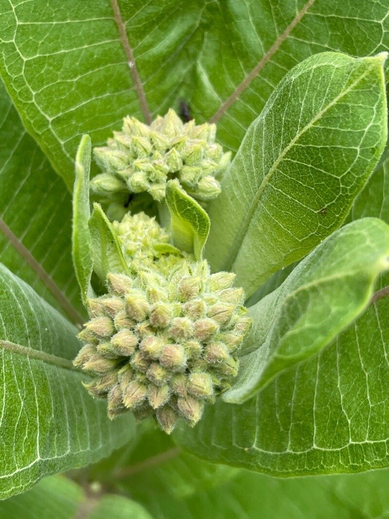 Asclepias viridiflora flower