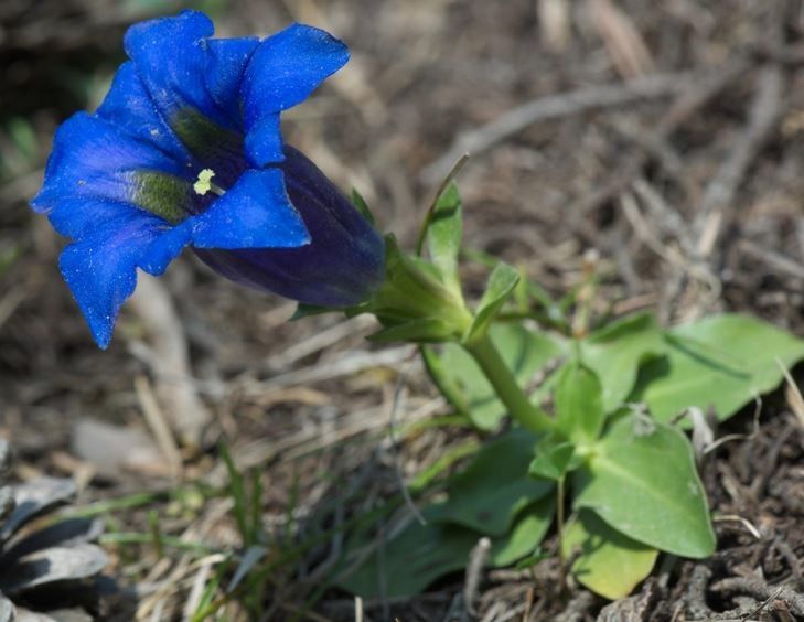 Gentiana ligustica flower