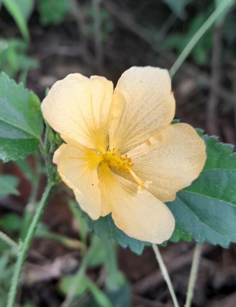 Pavonia sepioides flower