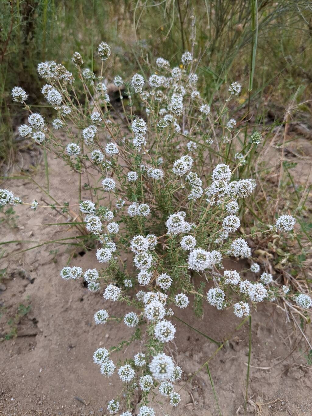 Thymus baeticus flower