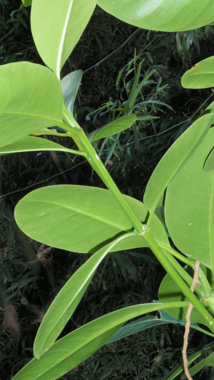 Fagraea berteroana — search result for 'Cuba'
