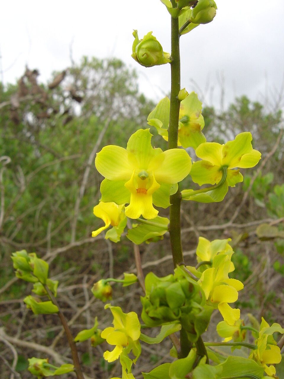 Cyrtopodium flavum flower