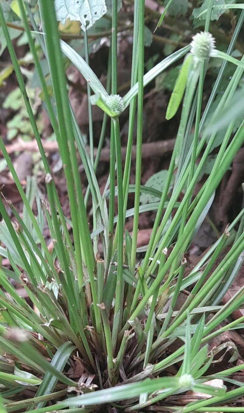 Cyperus hortensis bark