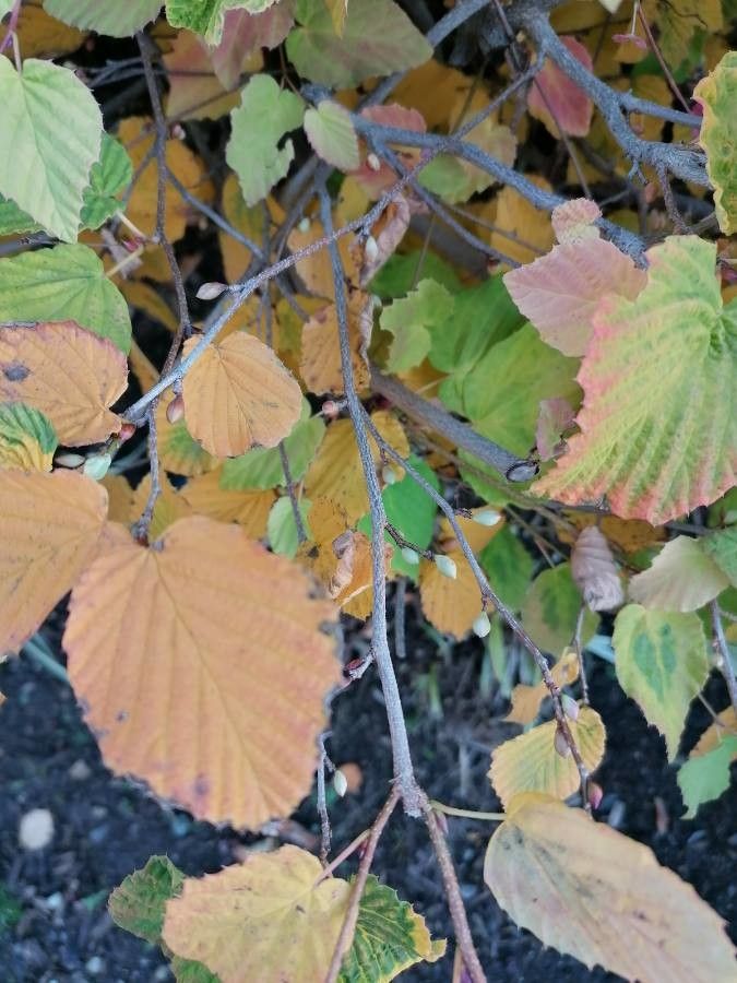 Corylopsis pauciflora leaf