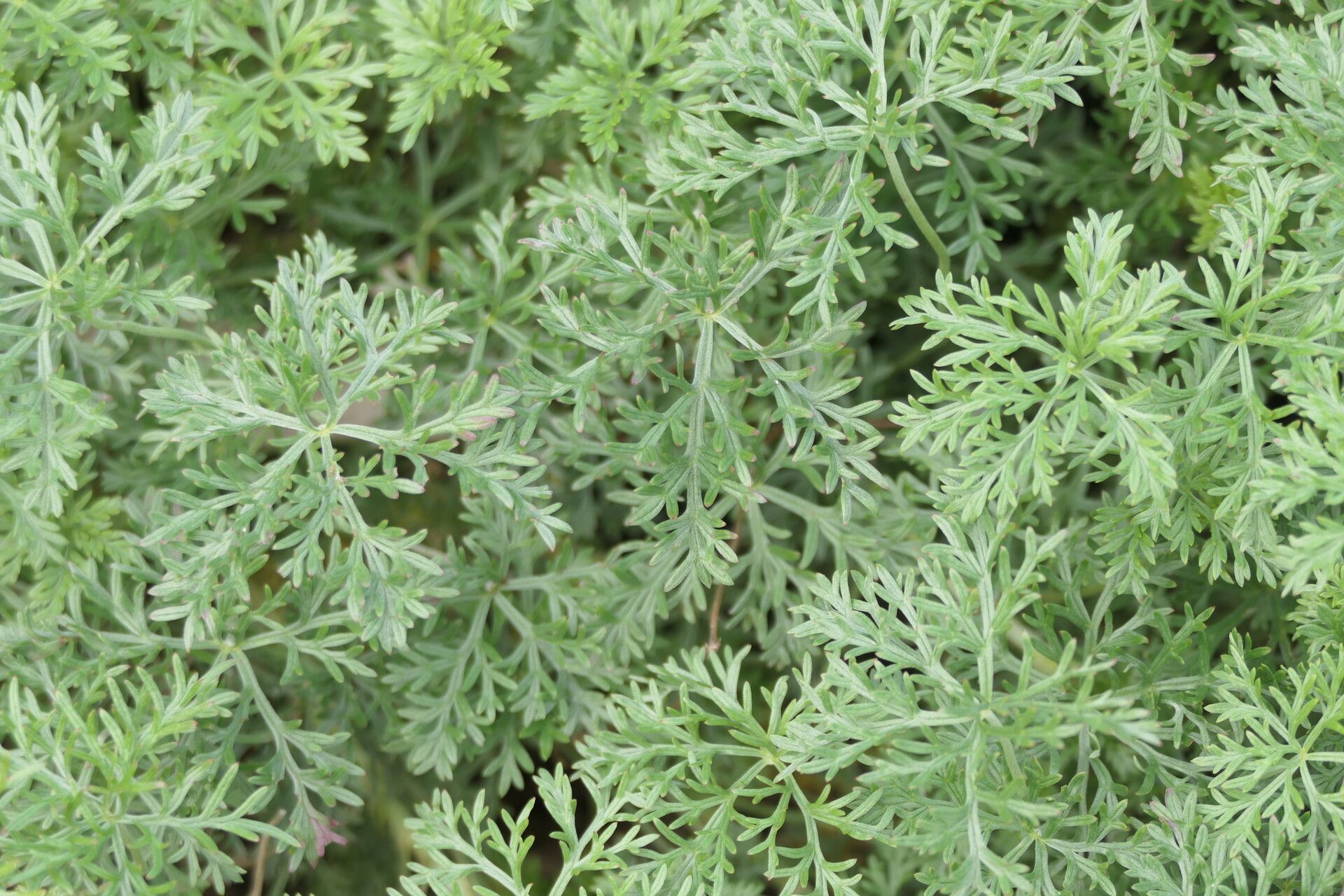 Geranium incanum — houseplant care guide