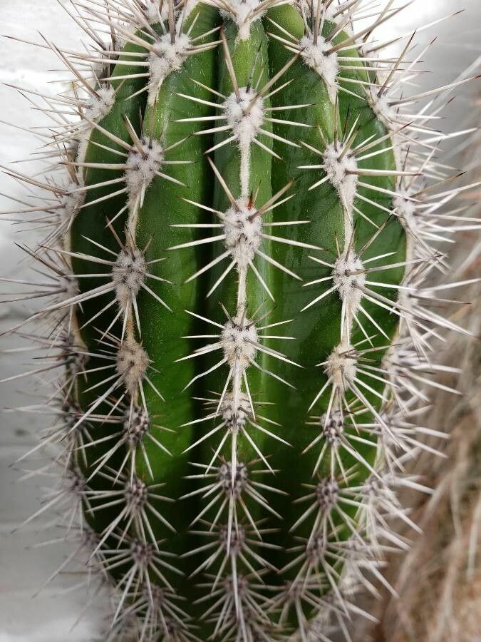 Pachycereus pringlei
