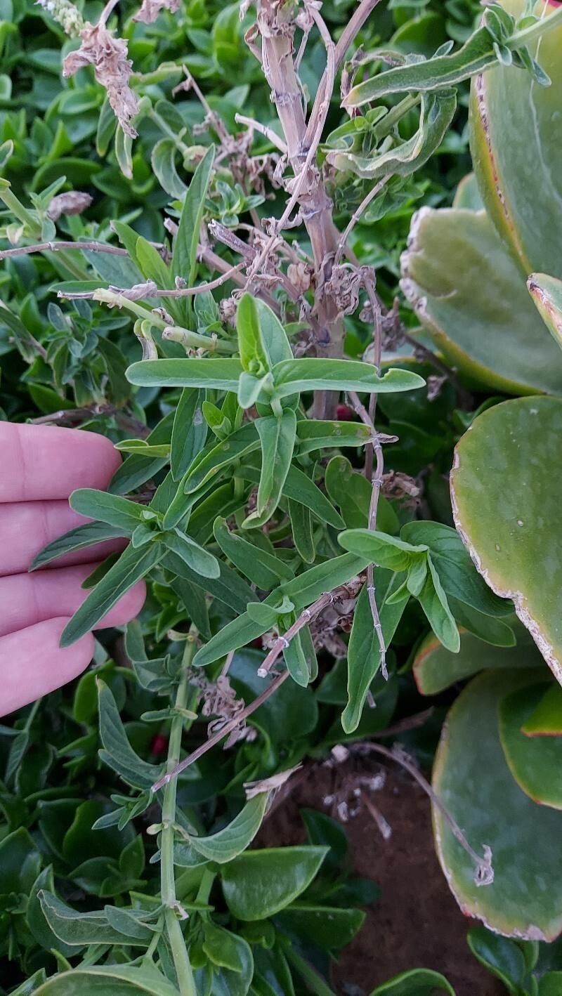 Nepeta nepetella fruit