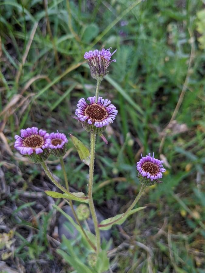 Erigeron atticus flower