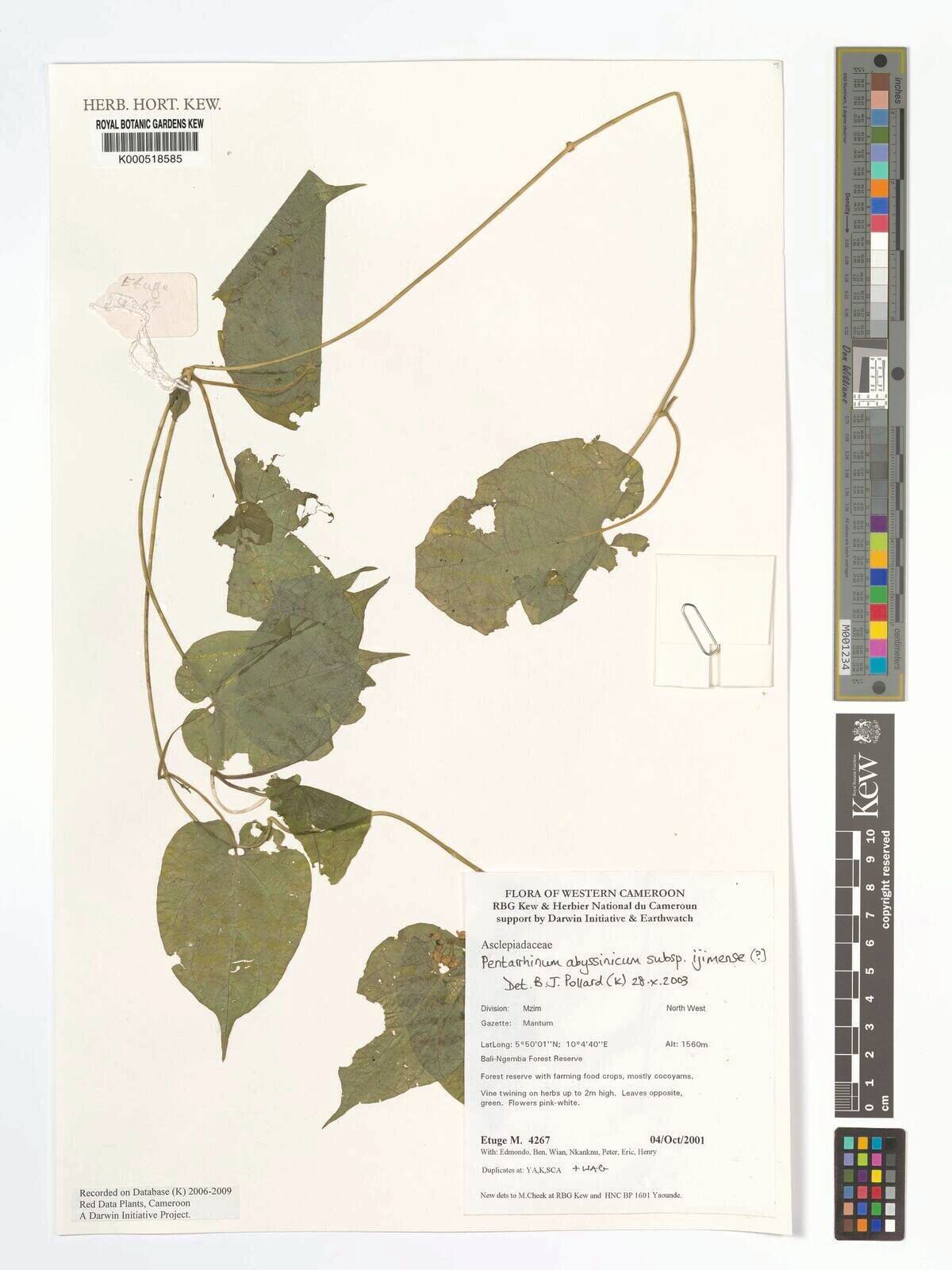 Cynanchum ledermannii — search result for 'Cynanchum'