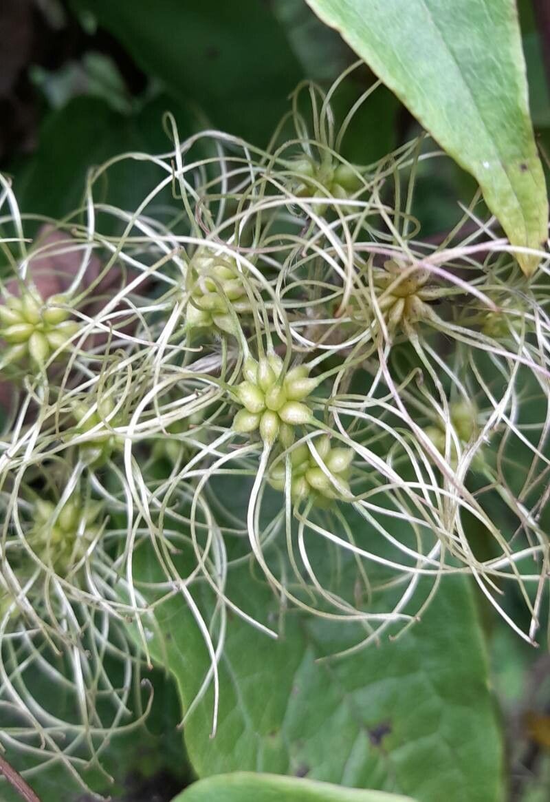 Clematis haenkeana fruit