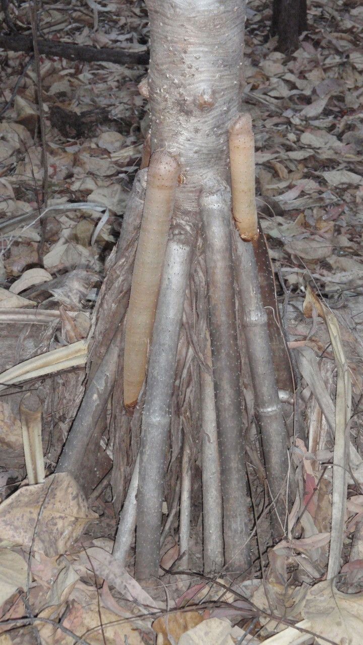 Pandanus spiralis bark