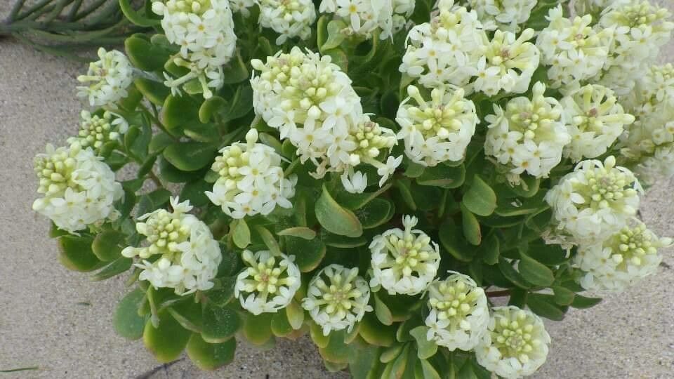 Heliotropium anomalum flower