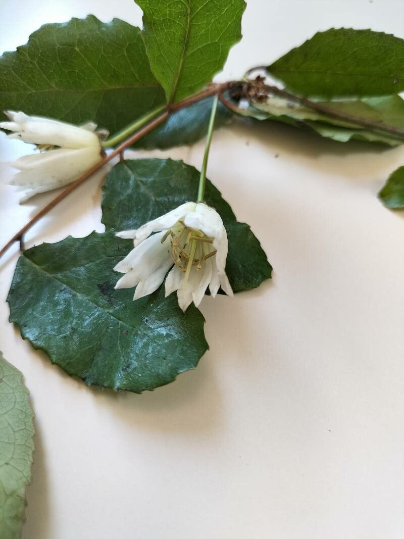 Crinodendron patagua flower