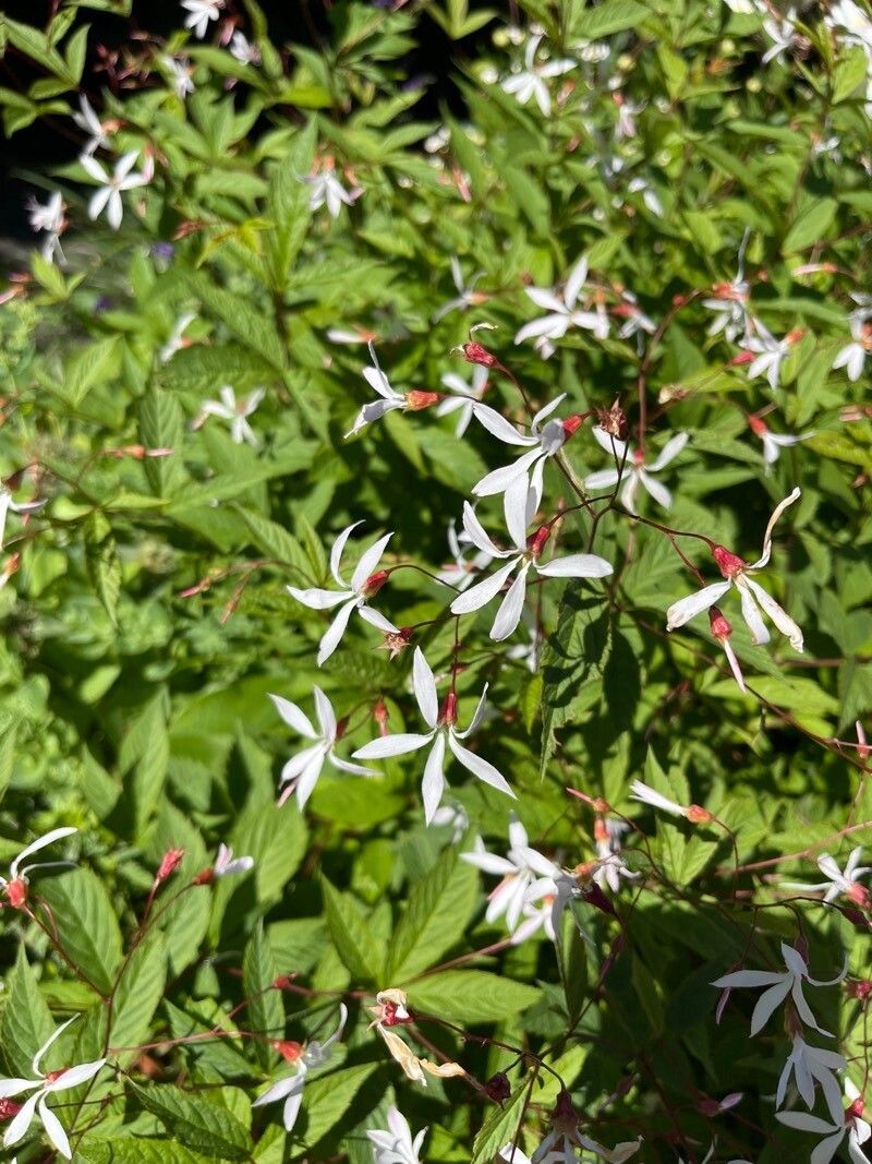 Gillenia trifoliata flower