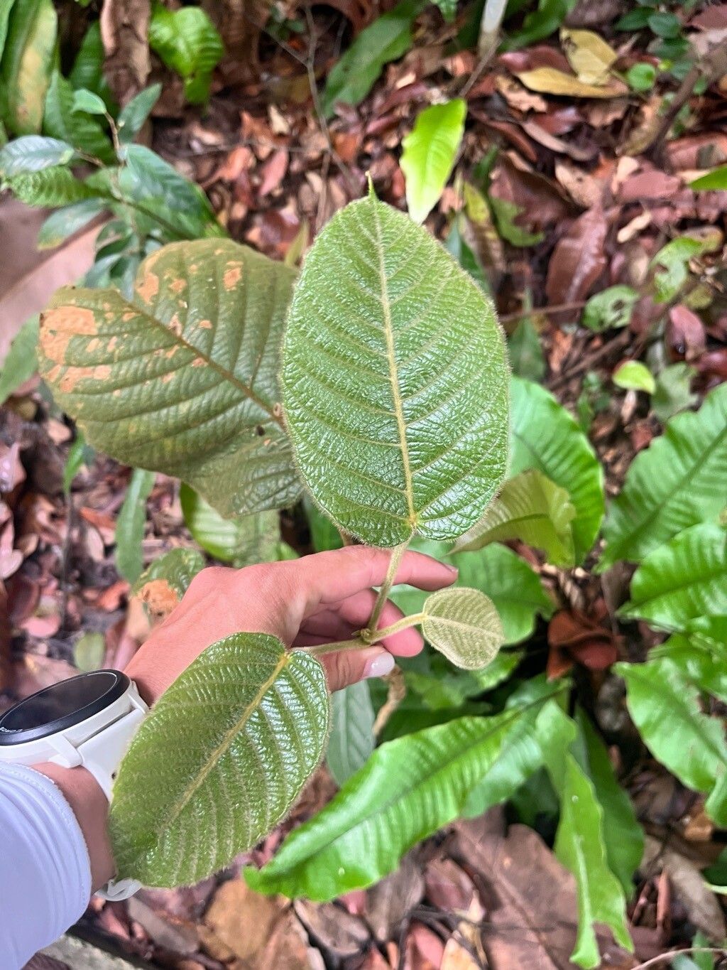 Baccaurea polyneura — houseplant care guide