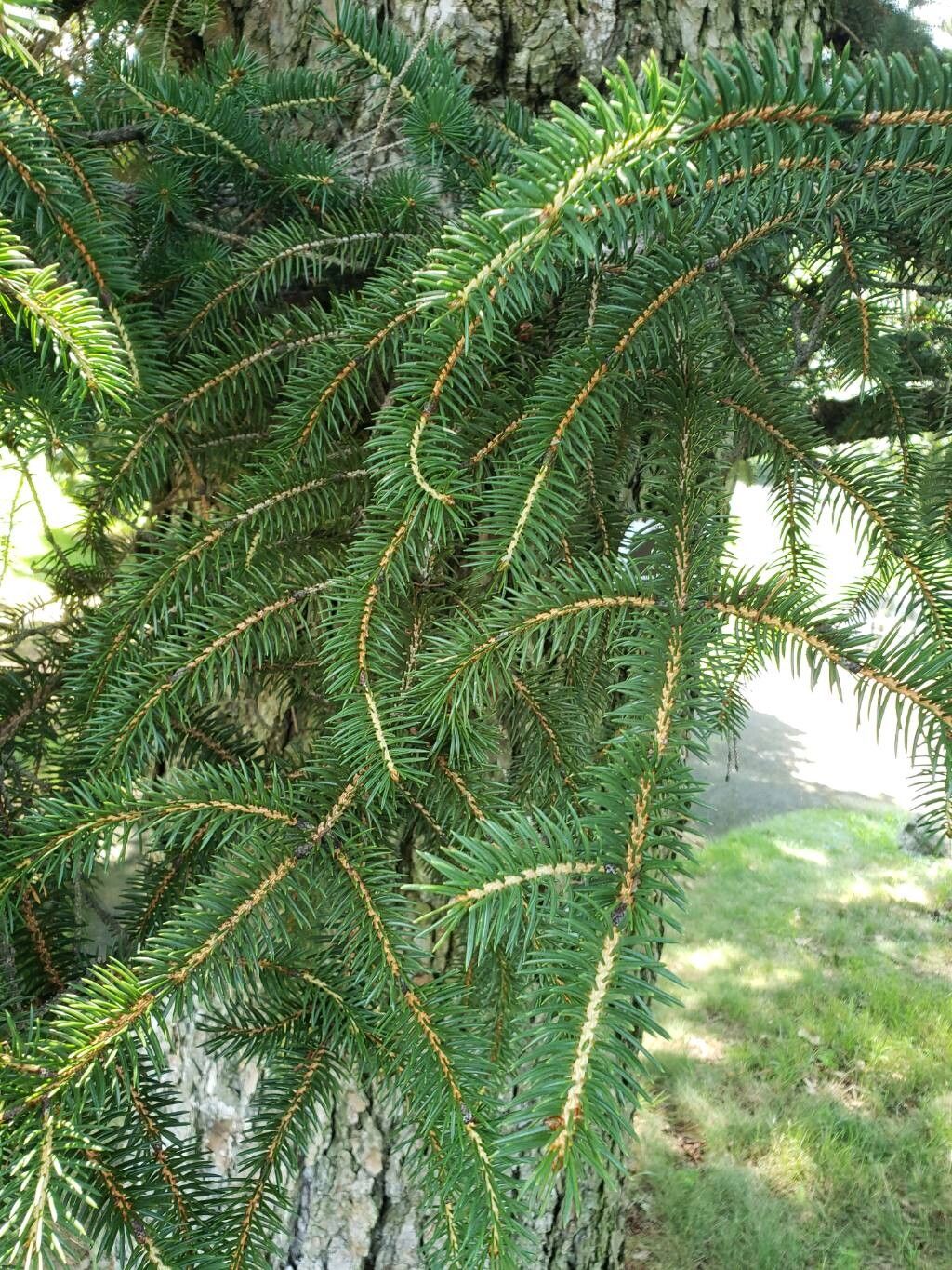 Picea polita — houseplant care guide