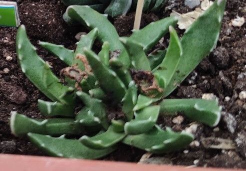 Faucaria bosscheana — related species from the same genus