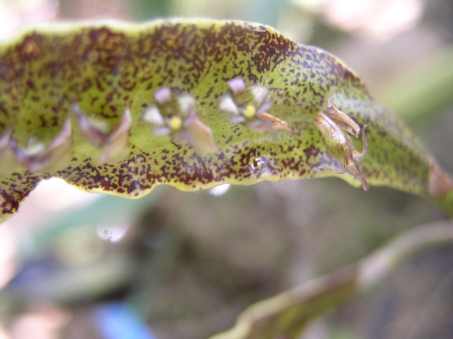 Bulbophyllum maximum flower