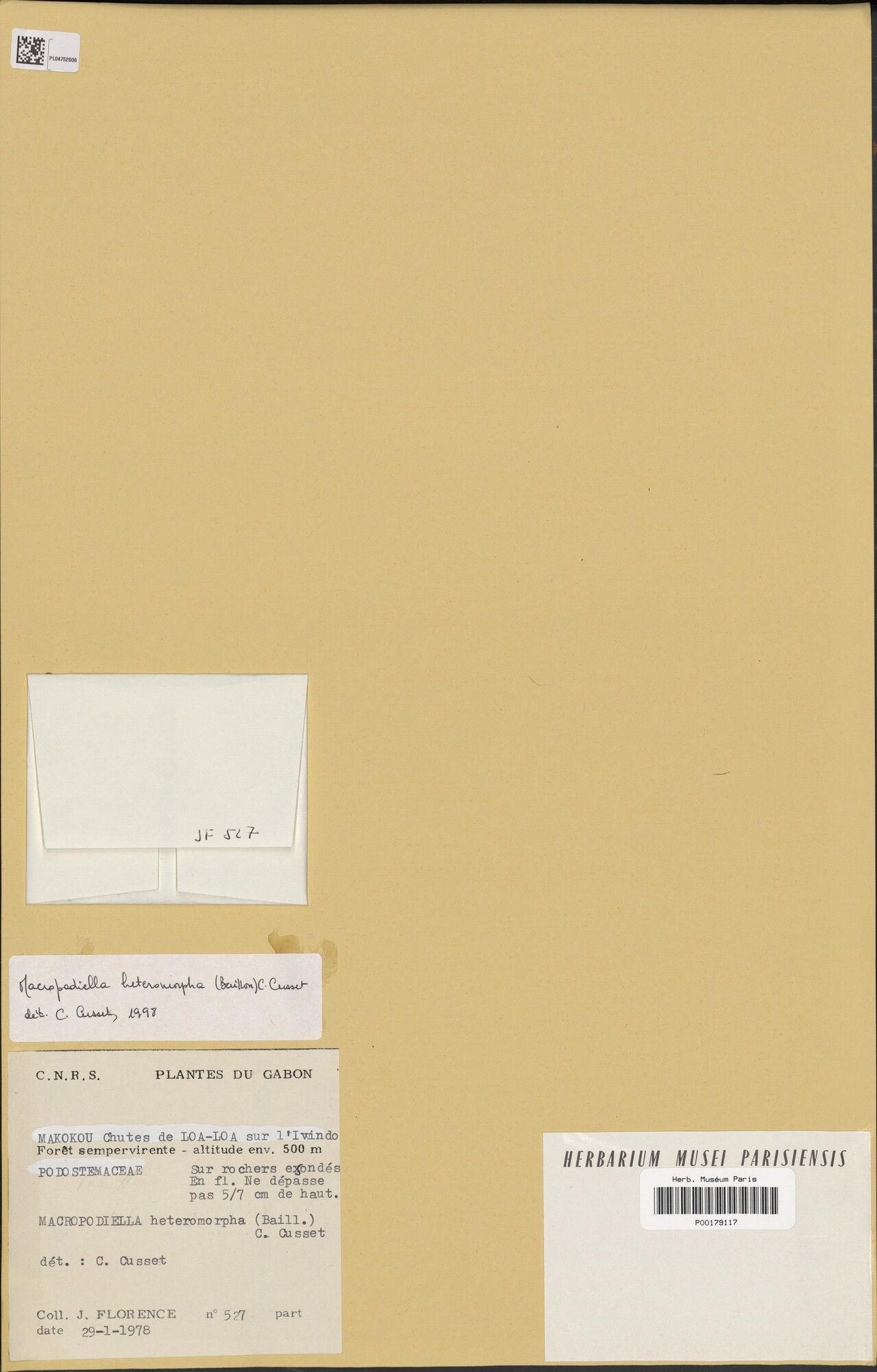 Macropodiella heteromorpha — houseplant care guide