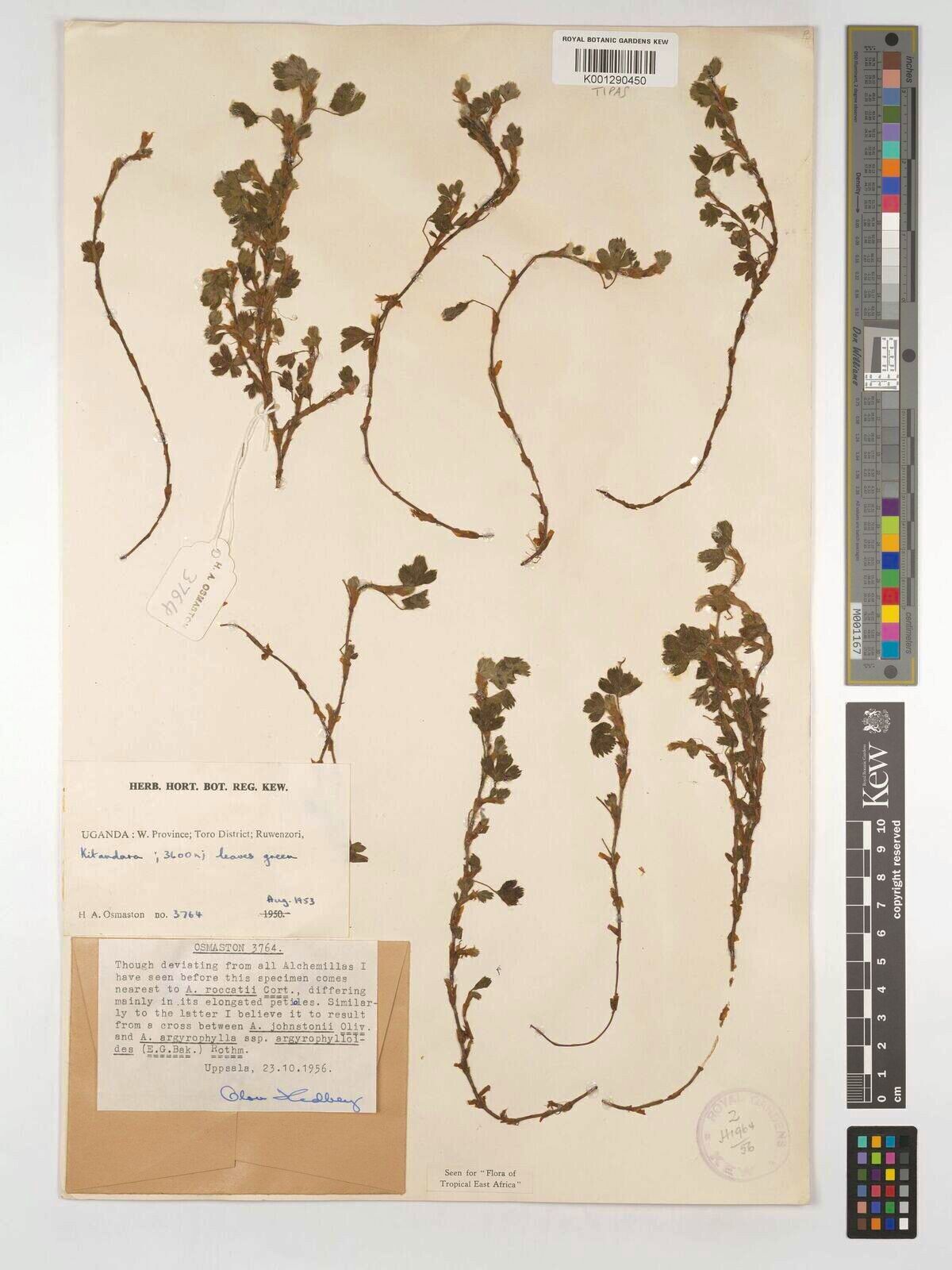 Alchemilla roccatii — houseplant care guide