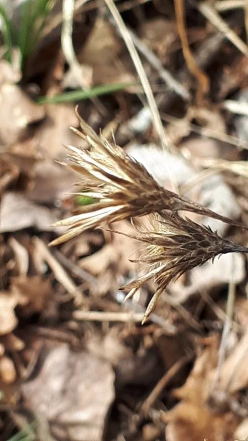 Serratula tinctoria fruit