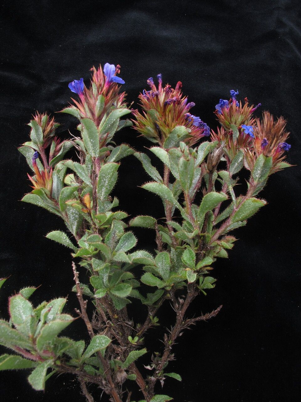 Ceratostigma ulicinum habit