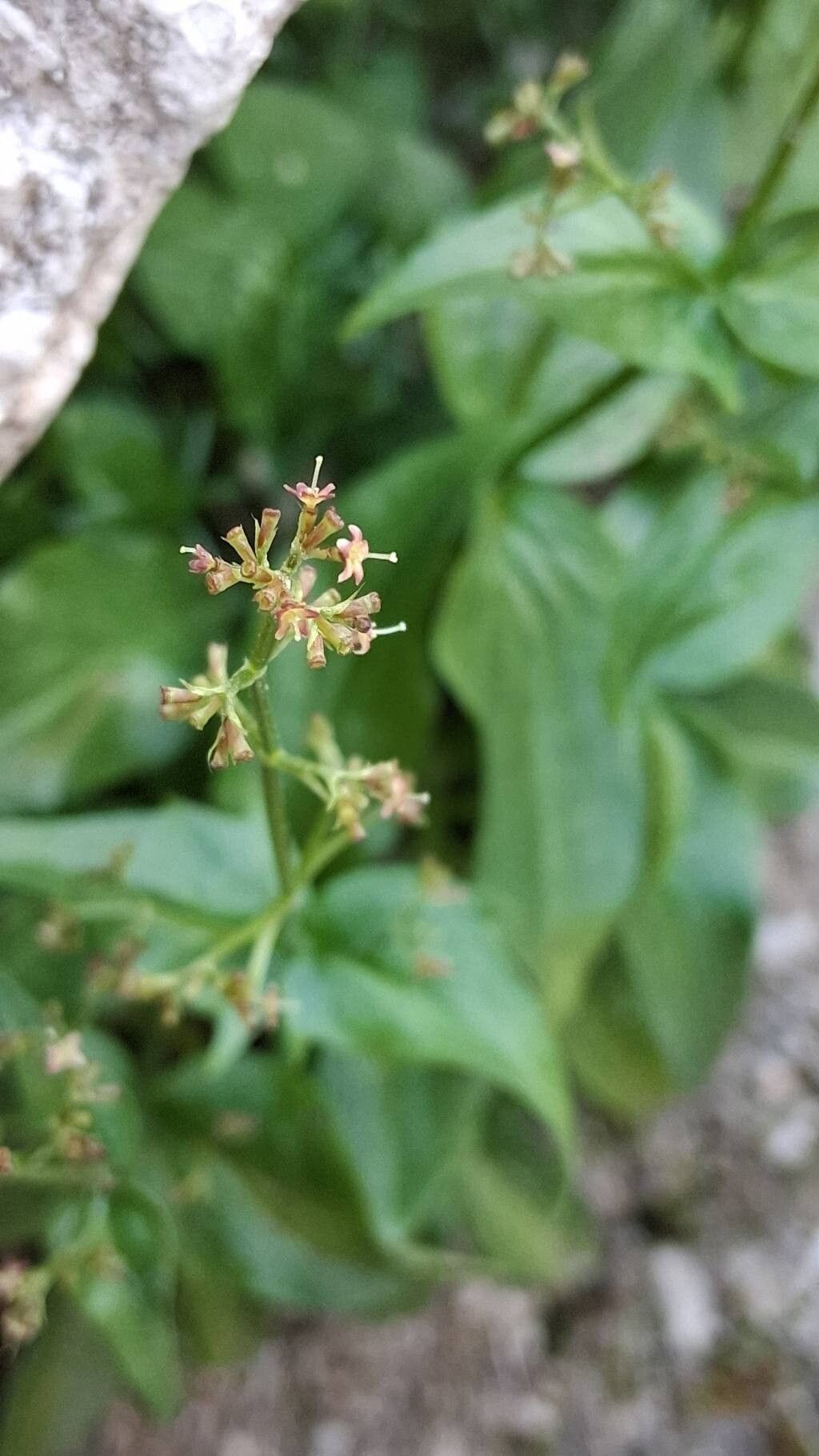 Valeriana elongata flower