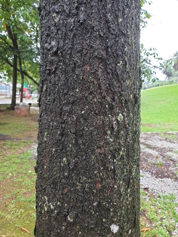 Dipterocarpus oblongifolius bark