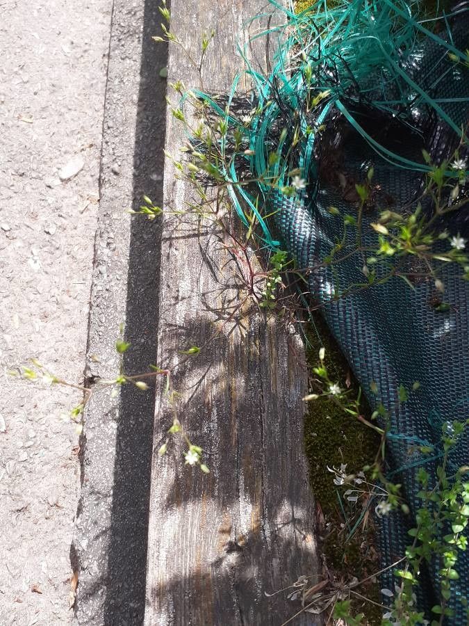 Minuartia hybrida habit